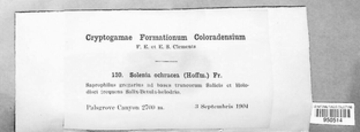 Maireina ochracea image